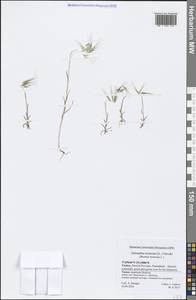 Bromus tectorum L., South Asia, South Asia (Asia outside ex-Soviet states and Mongolia) (ASIA) (Turkey)