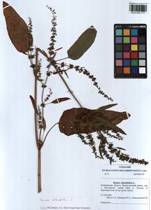 Rumex obtusifolius L., Siberia, Altai & Sayany Mountains (S2) (Russia)