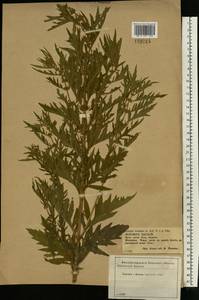 Lycopus exaltatus L.f., Eastern Europe, Central forest-and-steppe region (E6) (Russia)