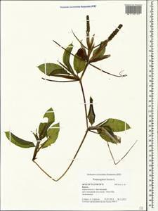 Potamogeton lucens L., Crimea (KRYM) (Russia)