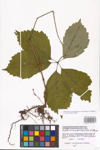 Parthenocissus quinquefolia (L.) Planch., Eastern Europe, Moscow region (E4a) (Russia)