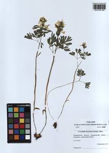 KUZ 000 499, Corydalis bracteata (Steph.) Pers., Siberia, Altai & Sayany Mountains (S2) (Russia)