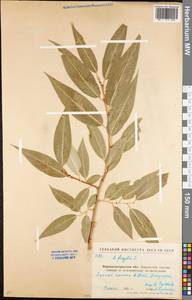 Salix fragilis L., Eastern Europe, North Ukrainian region (E11) (Ukraine)