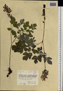 Corydalis paeoniifolia (Steph.) Pers., Siberia, Russian Far East (S6) (Russia)