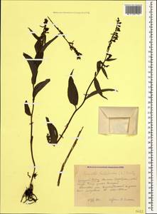 Epipactis helleborine (L.) Crantz, Caucasus, Krasnodar Krai & Adygea (K1a) (Russia)