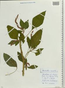 Amaranthus caudatus L., Eastern Europe, Moscow region (E4a) (Russia)