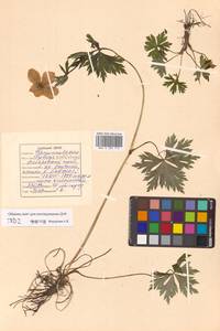 Trollius riederianus Fisch. & C. A. Mey., Siberia, Russian Far East (S6) (Russia)