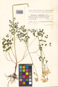 Thalictrum petaloideum L., Siberia, Russian Far East (S6) (Russia)