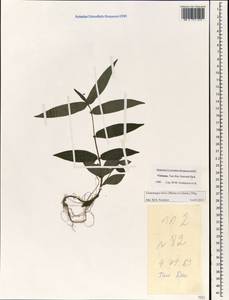 Gonostegia hirta (Blume) Miq., South Asia, South Asia (Asia outside ex-Soviet states and Mongolia) (ASIA) (Vietnam)