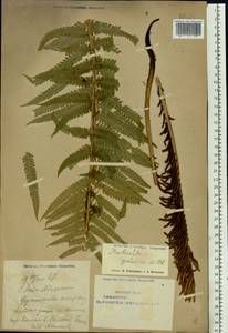 Matteuccia struthiopteris (L.) Tod., Eastern Europe, Eastern region (E10) (Russia)