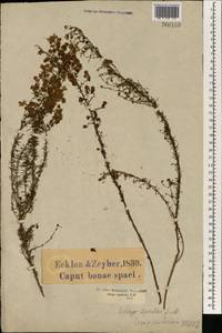 Globulariopsis tephrodes (E. Mey.) O.M. Hilliard, Africa (AFR) (South Africa)