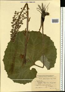 Petasites hybridus (L.) G. Gaertn., B. Mey. & Scherb., Eastern Europe, Central region (E4) (Russia)