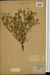 Centaurea stoebe subsp. stoebe, Caucasus, Krasnodar Krai & Adygea (K1a) (Russia)