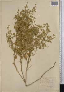 Agriophyllum latifolium Fisch. & C. A. Mey., Middle Asia, Karakum (M6) (Turkmenistan)