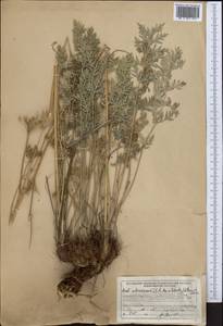 Libanotis schrenkiana C. A. Mey. ex Schischk., Middle Asia, Dzungarian Alatau & Tarbagatai (M5) (Kazakhstan)