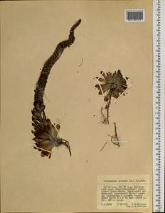 Orostachys spinosa (L.) Mey. ex A. Berger, Siberia, Russian Far East (S6) (Russia)