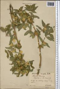 Lonicera hispida Pall. ex Roem. & Schult., Middle Asia, Northern & Central Tian Shan (M4) (Kyrgyzstan)