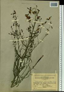 Adenophora gmelinii subsp. gmelinii, Siberia, Baikal & Transbaikal region (S4) (Russia)