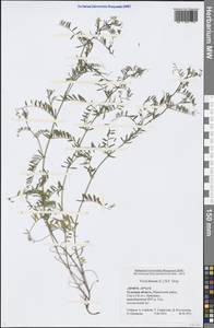 Vicia hirsuta (L.) Gray, Eastern Europe, Central region (E4) (Russia)