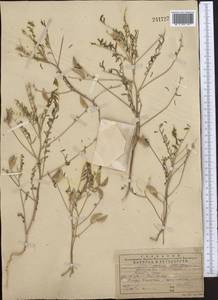 Astragalus schmalhausenii Bunge, Middle Asia, Western Tian Shan & Karatau (M3) (Kazakhstan)