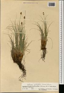 Carex macroprophylla (Y.C.Yang) S.R.Zhang, Mongolia (MONG) (Mongolia)