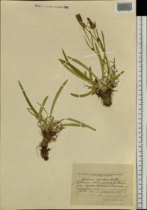 Gentiana decumbens L.fil., Siberia, Altai & Sayany Mountains (S2) (Russia)