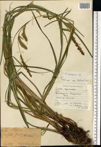 Carex vesicaria L., Eastern Europe, Central forest region (E5) (Russia)