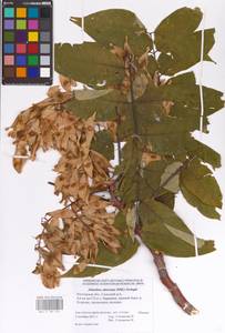 Ailanthus altissima (Mill.) Swingle, Eastern Europe, Rostov Oblast (E12a) (Russia)