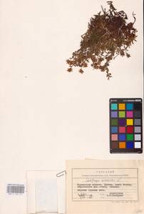 Saxifraga aizoides L., Eastern Europe, Northern region (E1) (Russia)