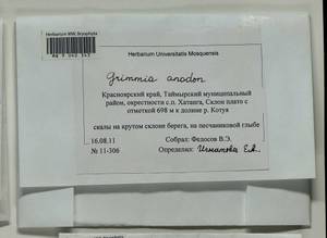 Grimmia anodon Bruch & Schimp., Bryophytes, Bryophytes - Krasnoyarsk Krai, Tyva & Khakassia (B17) (Russia)