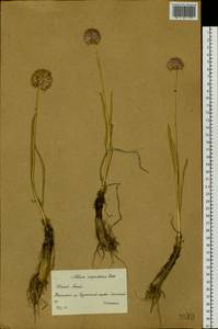 Allium amphibolum Ledeb., Middle Asia, Dzungarian Alatau & Tarbagatai (M5) (Kazakhstan)