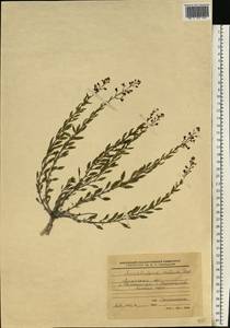 Scrophularia cretacea Fisch., Eastern Europe, North Ukrainian region (E11) (Ukraine)