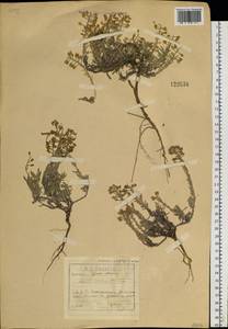 Alyssum lenense Adams, Siberia, Baikal & Transbaikal region (S4) (Russia)