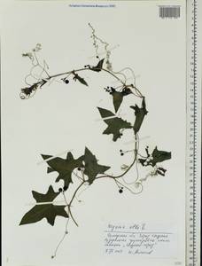 Bryonia alba L., Eastern Europe, Middle Volga region (E8) (Russia)