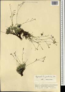 Gypsophila patrinii Ser., Mongolia (MONG) (Mongolia)