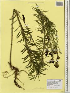 Linaria angustissima (Loisel.) Borbás, Caucasus, Stavropol Krai, Karachay-Cherkessia & Kabardino-Balkaria (K1b) (Russia)