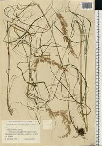 Calamagrostis purpurea (Trin.) Trin., Eastern Europe, Northern region (E1) (Russia)