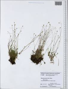 Sabulina stricta (Sw.) Rchb., Siberia, Western Siberia (S1) (Russia)