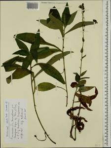 Hieracium sabaudum subsp. sabaudum, Eastern Europe, Western region (E3) (Russia)
