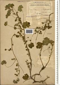 Malva neglecta Wallr., Caucasus, Azerbaijan (K6) (Azerbaijan)