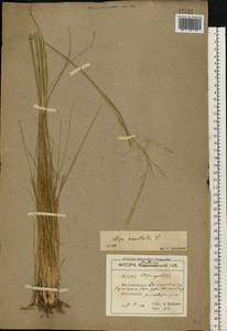 Stipa capillata L., Eastern Europe, South Ukrainian region (E12) (Ukraine)