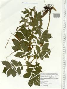 Agrimonia pilosa Ledeb., Siberia, Russian Far East (S6) (Russia)