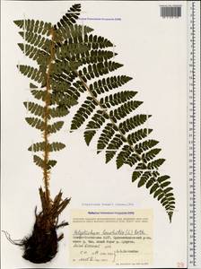 Polystichum braunii (Spenn.) Fée, Caucasus, North Ossetia, Ingushetia & Chechnya (K1c) (Russia)