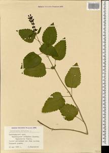 Scutellaria altissima L., Caucasus, Black Sea Shore (from Novorossiysk to Adler) (K3) (Russia)