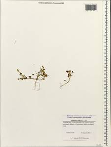 Melilotus indicus (L.)All., Caucasus, Azerbaijan (K6) (Azerbaijan)