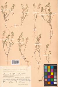 Meniocus linifolius (Stephan ex Willd.) DC., Eastern Europe, Lower Volga region (E9) (Russia)