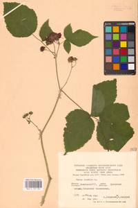 Rubus caesius L., Eastern Europe, Eastern region (E10) (Russia)