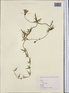 Convolvulus, Western Europe (EUR) (Spain)