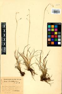 Carex ledebouriana C.A.Mey. ex Trevir., Siberia, Baikal & Transbaikal region (S4) (Russia)