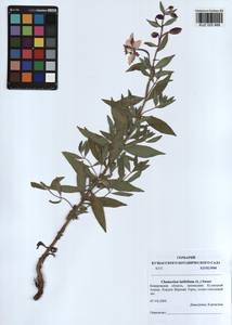 Chamaenerion latifolium (L.) Sweet, Siberia, Altai & Sayany Mountains (S2) (Russia)